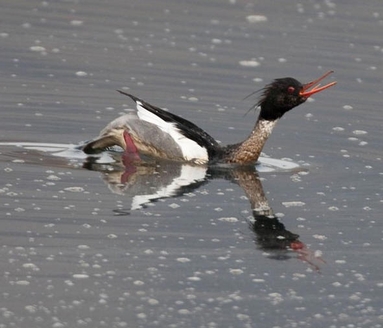 Red-breasted Merganser Arran Birding