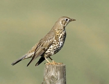 Mistle Thrush